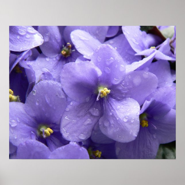 African Violets Macro Floral Print (Front)