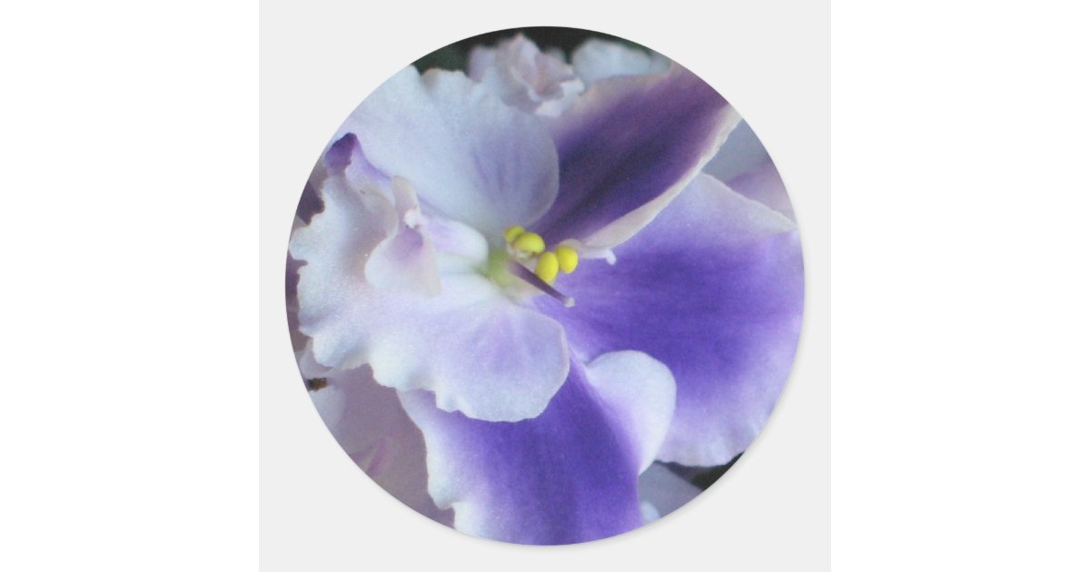 African Violets Sticker Zazzle