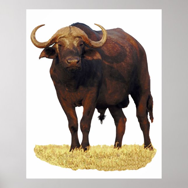 African Water Buffalo Poster 32 x 40" (Front)