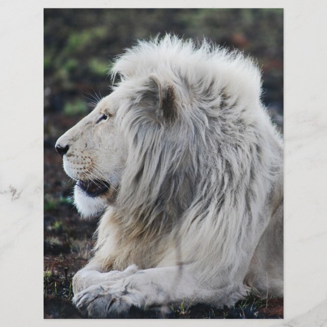 African White Lion Profile photo Flyer (Front)