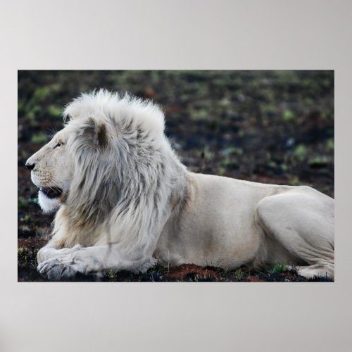 African White Lion Profile photo Poster