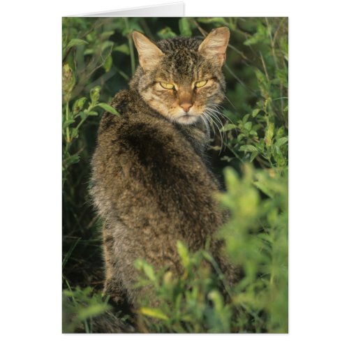 African Wild Cat Felis libyca ancestor of