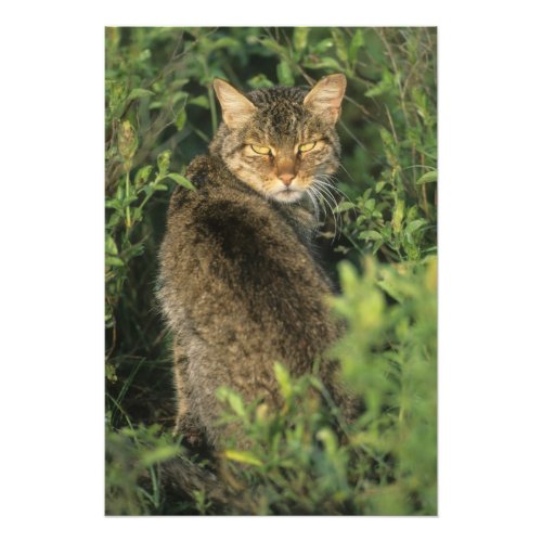 African Wild Cat Felis libyca ancestor of Photo Print
