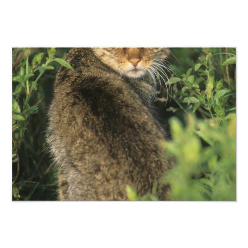 African Wild Cat Felis libyca ancestor of Photo Print