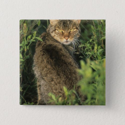 African Wild Cat Felis libyca ancestor of Pinback Button