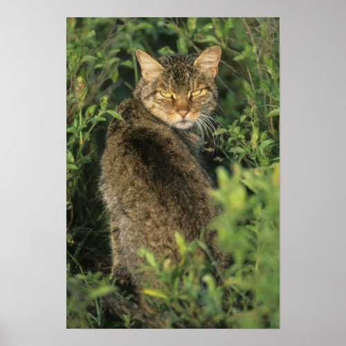 African Wild Cat Felis libyca ancestor of Poster