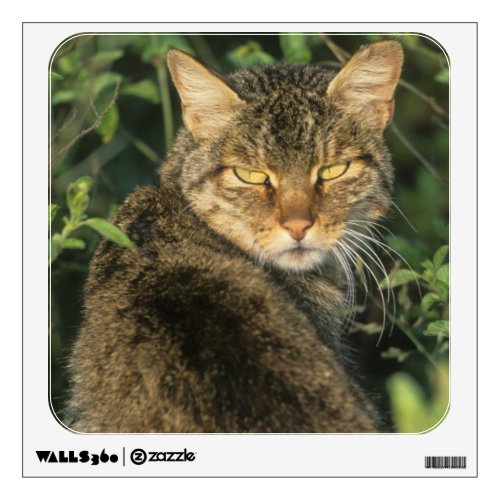African Wild Cat Felis libyca ancestor of Wall Sticker