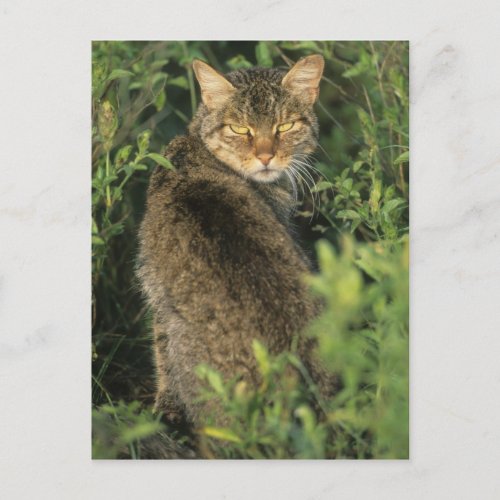 African Wild Cat Felis libyca Postcard