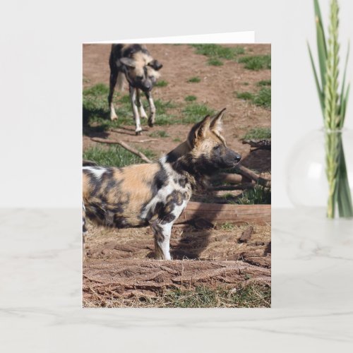 african_wild_dog_008 holiday card