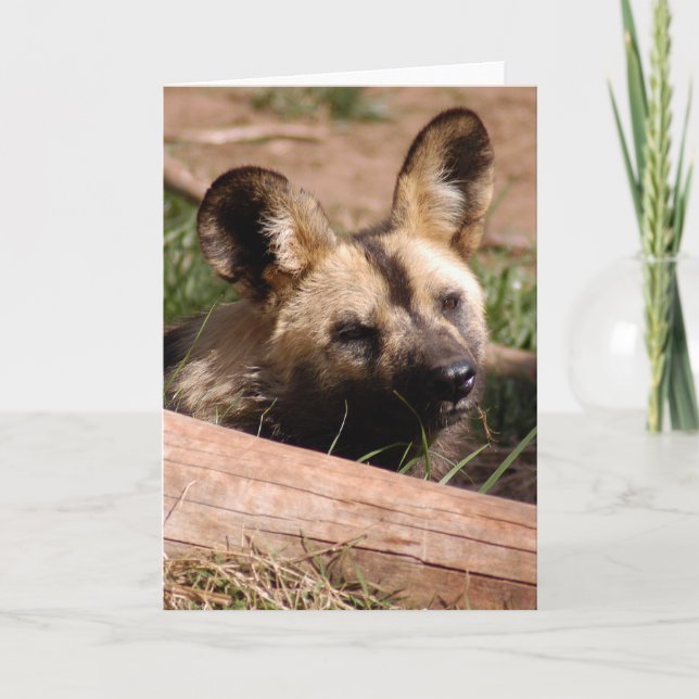 african-wild-dog-012 holiday card (Front)
