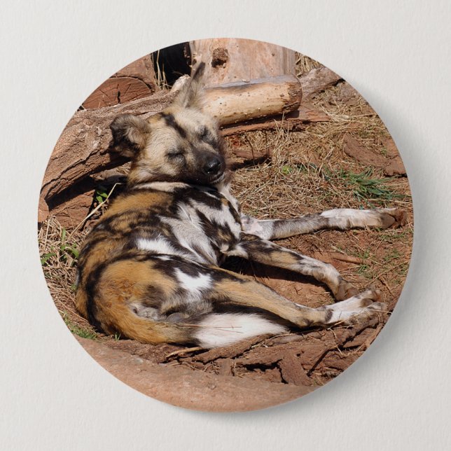 african-wild-dog-018 pinback button (Front)