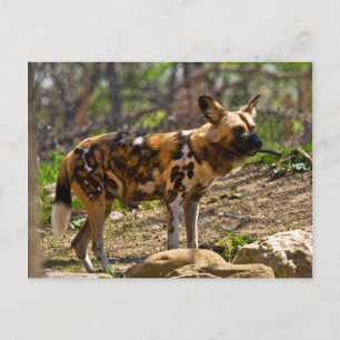 African Wild Dog 1932 Postcard
