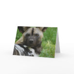 African Wild Dog Greeting Card