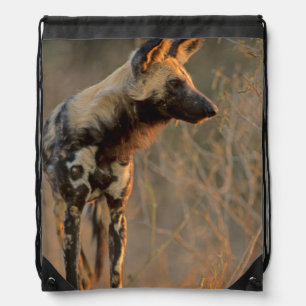 African Wild Dog (Lycaon Pictus), Kruger Drawstring Bag