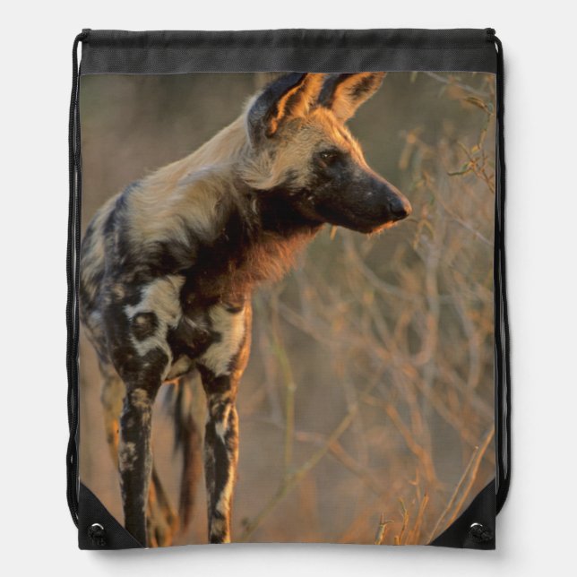 African Wild Dog (Lycaon Pictus), Kruger Drawstring Bag (Front)