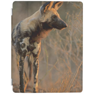 African Wild Dog (Lycaon Pictus), Kruger iPad Smart Cover