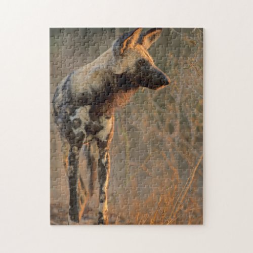 African Wild Dog Lycaon Pictus Kruger Jigsaw Puzzle