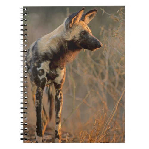 African Wild Dog Lycaon Pictus Kruger Notebook