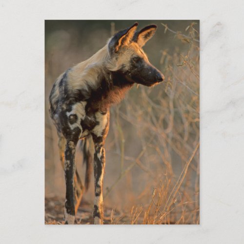 African Wild Dog Lycaon Pictus Kruger Postcard