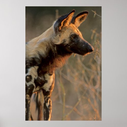 African Wild Dog Lycaon Pictus Kruger Poster