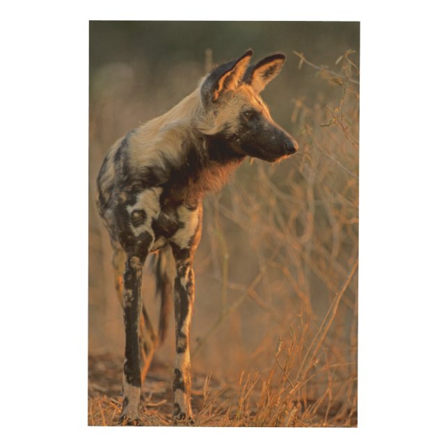 African Wild Dog (Lycaon Pictus), Kruger Wood Wall Decor (Front)