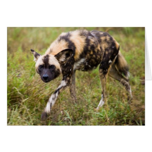 African Wild Dog Lycaon Pictus Madikwe Game