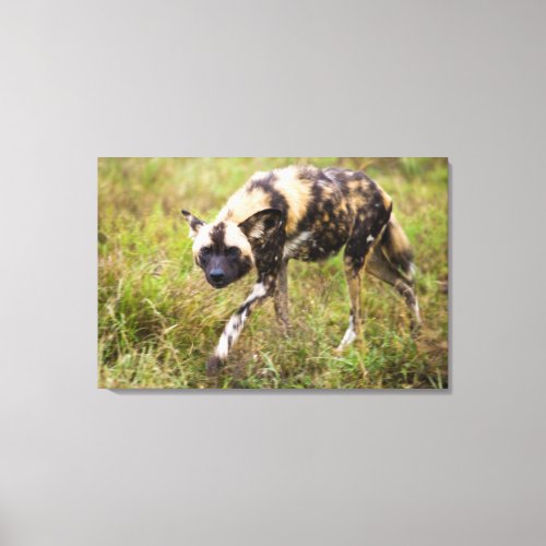 African Wild Dog Lycaon Pictus Madikwe Game Canvas Print