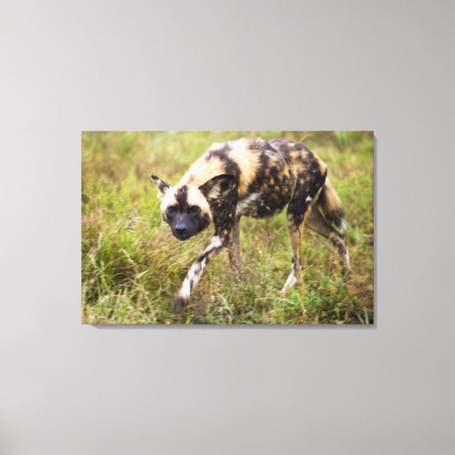 African Wild Dog (Lycaon Pictus), Madikwe Game Canvas Print (Front)