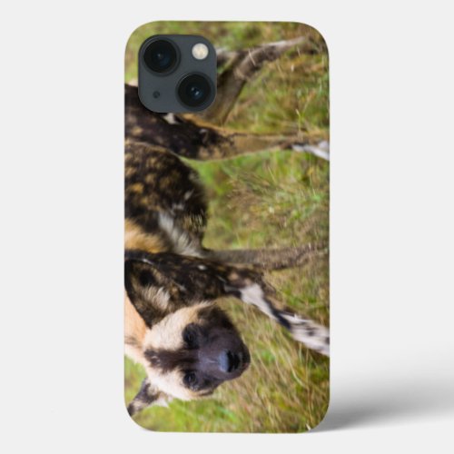 African Wild Dog Lycaon Pictus Madikwe Game iPhone 13 Case