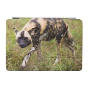 African Wild Dog (Lycaon Pictus), Madikwe Game iPad Mini Cover