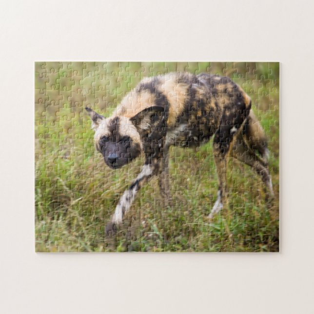African Wild Dog (Lycaon Pictus), Madikwe Game Jigsaw Puzzle (Horizontal)