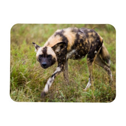 African Wild Dog Lycaon Pictus Madikwe Game Magnet