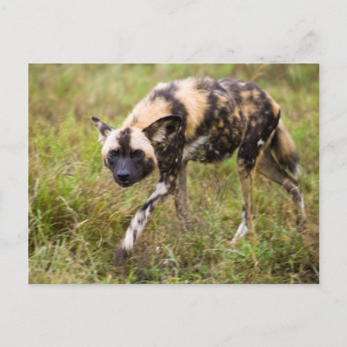 African Wild Dog Lycaon Pictus Madikwe Game Postcard
