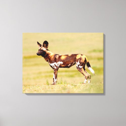 African Wild Dog Lycaon Pictus Standing Canvas Print