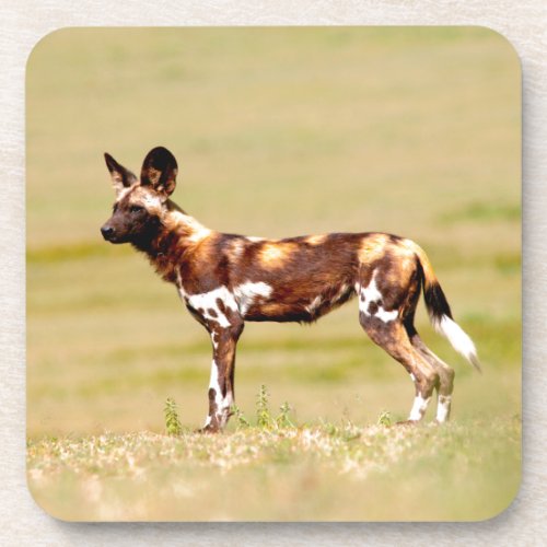 African Wild Dog Lycaon Pictus Standing Drink Coaster
