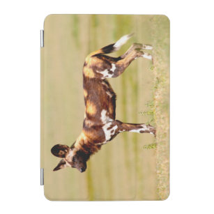 African Wild Dog (Lycaon Pictus) Standing iPad Mini Cover