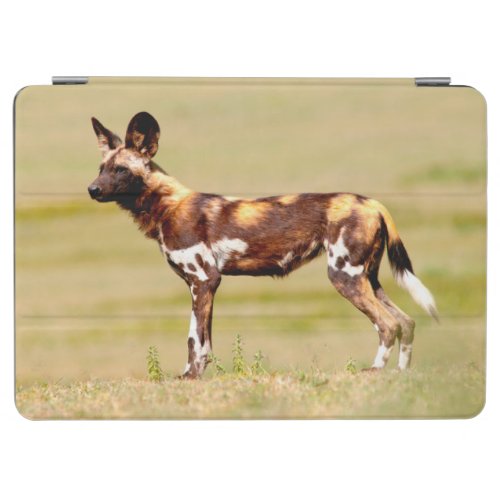 African Wild Dog Lycaon Pictus Standing iPad Air Cover