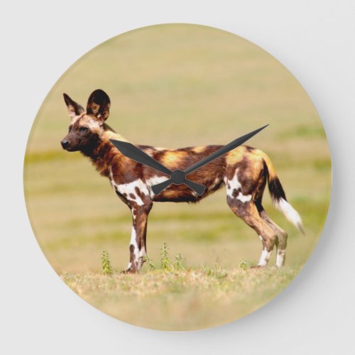African Wild Dog Lycaon Pictus Standing Large Clock