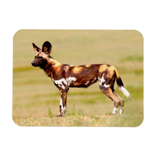 African Wild Dog (Lycaon Pictus) Standing Magnet (Horizontal)