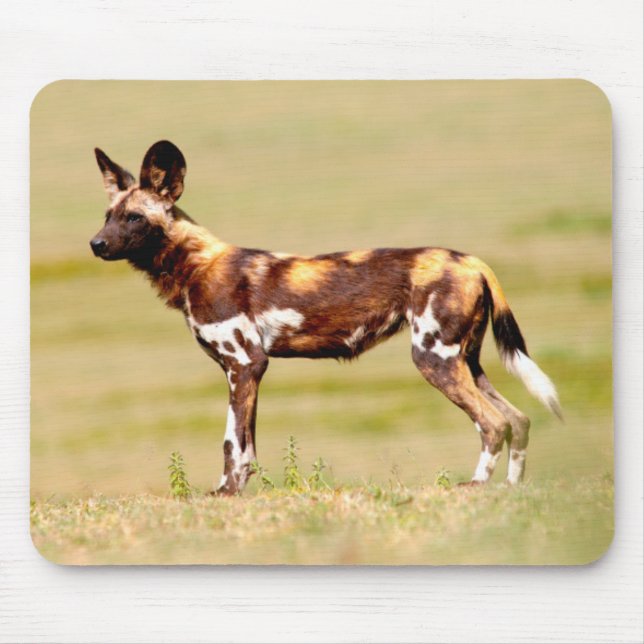 African Wild Dog (Lycaon Pictus) Standing Mouse Pad (Front)