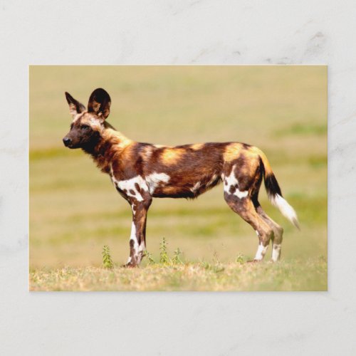 African Wild Dog Lycaon Pictus Standing Postcard