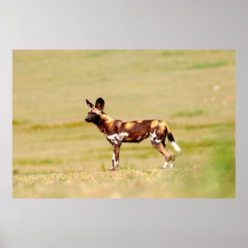 African Wild Dog Lycaon Pictus Standing Poster