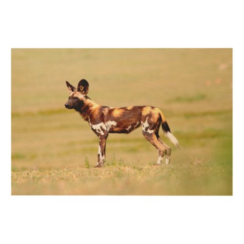 African Wild Dog Lycaon Pictus Standing Wood Wall Decor