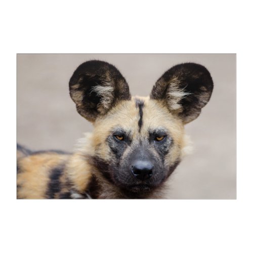 African Wild Dog Painted Dog Acrylic Print