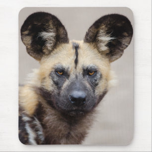 African Wild Dog (Painted Dog) Mouse Pad