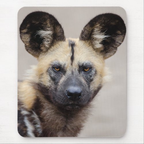 African Wild Dog Painted Dog Mouse Pad