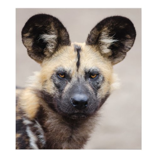 African Wild Dog Painted Dog Photo Print