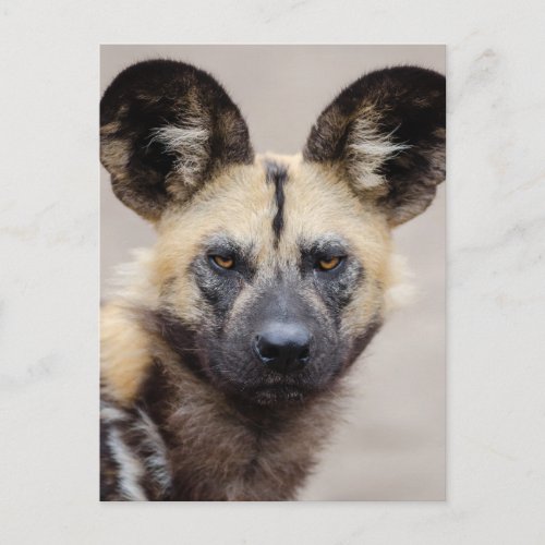 African Wild Dog Painted Dog Postcard