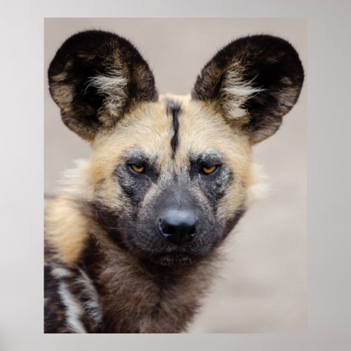 African Wild Dog Painted Dog Poster