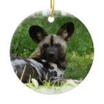 African Wild Dog Photo Ornament